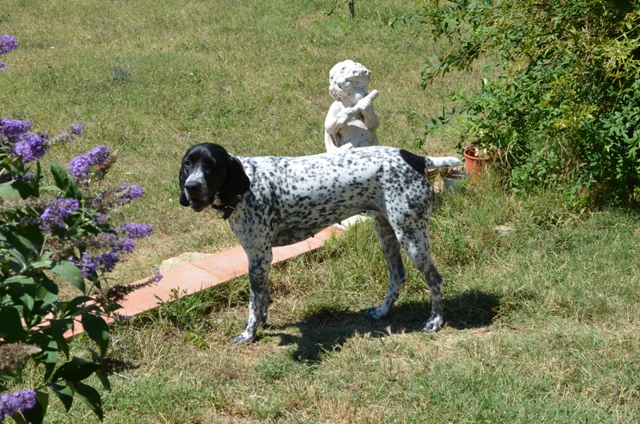 Eos du domaine du Carbonel