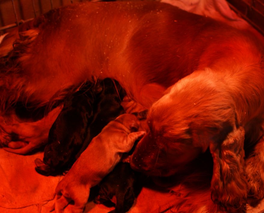 Les chiots sont  arrivés le 3 mars