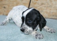 CHIOT
