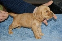 CHIOT