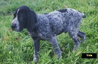 CHIOT