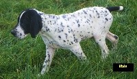 CHIOT