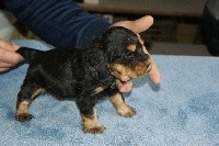 CHIOT