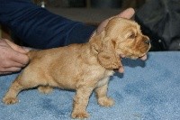 CHIOT