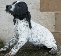 CHIOT