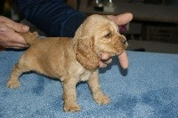 CHIOT