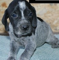 CHIOT