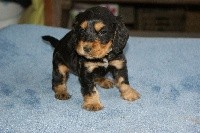 CHIOT