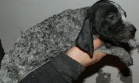 CHIOT