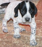 CHIOT