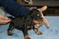 CHIOT