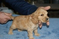 CHIOT