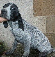 CHIOT