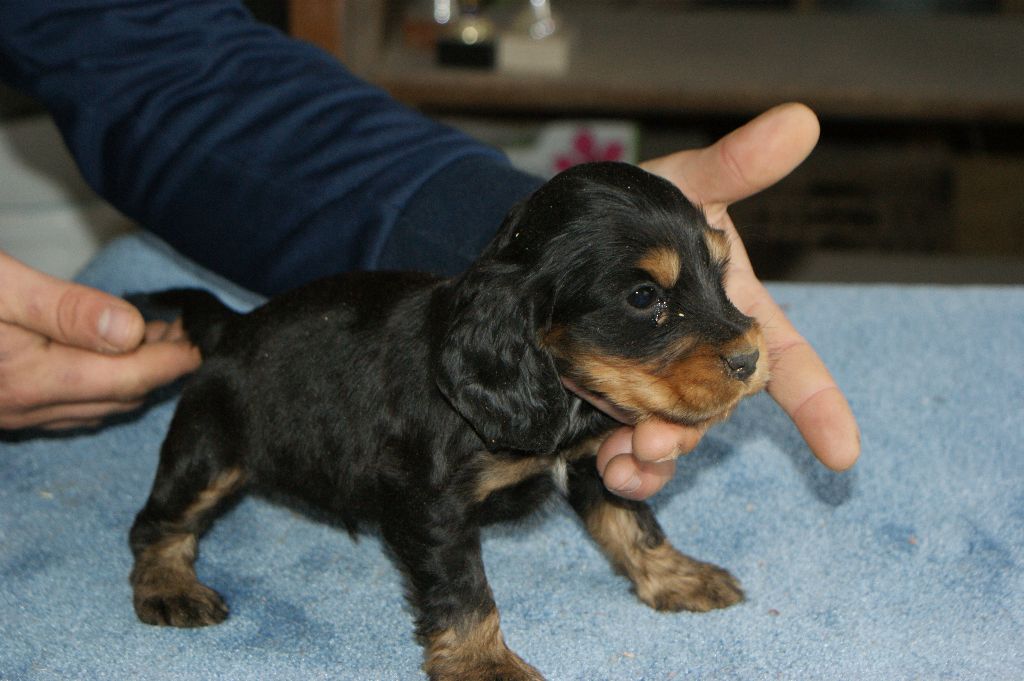 du domaine du Carbonel - Cocker Spaniel Anglais - Portée née le 05/03/2018